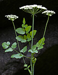 BB 11 0493 / Laserpitium latifolium / Hvitrot